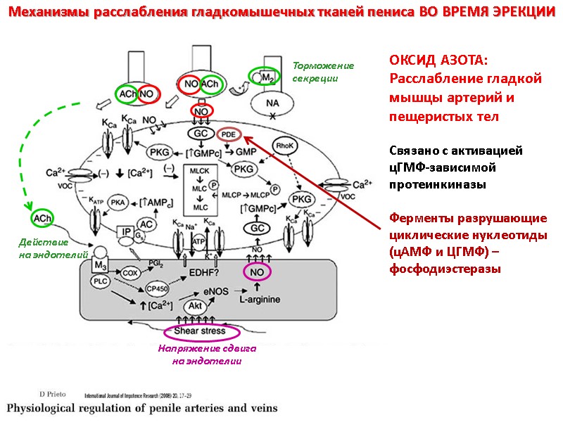 Механизмы расслабления гладкомышечных тканей пениса ВО ВРЕМЯ ЭРЕКЦИИ  ОКСИД АЗОТА: Расслабление гладкой мышцы